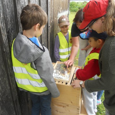 Auf den Spuren nach den Bienen (3).JPG