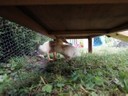 Besuch bei den Enten (1).jpg