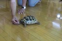 Schildkröte Willi (1).JPG