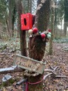 @Weihnachtswald (14).jpg