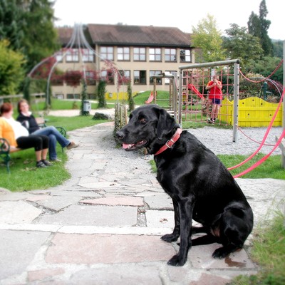 Hundehaltung