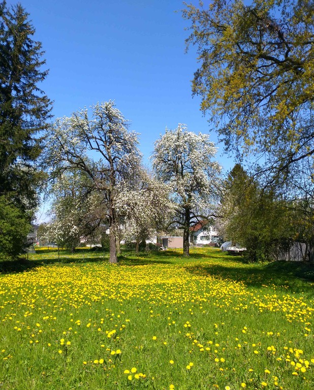 Blühende Birnbäume ©LK Vbg.jpg