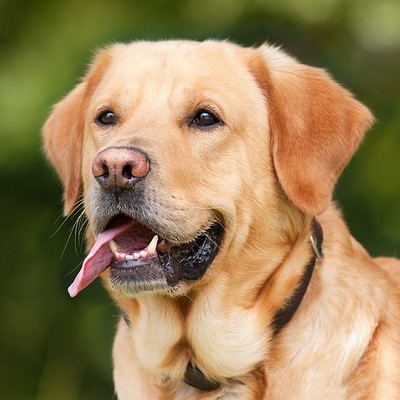 Hundehaltung