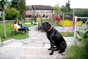 Hundehaltung