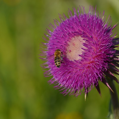 Natura 2000