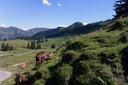 Alpe Saluver.jpg