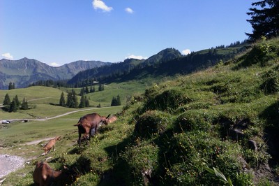 Alpe Saluver.jpg