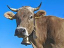 cow-2193298_640.jpg