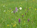 Nesensohn Blumenwiese.JPG