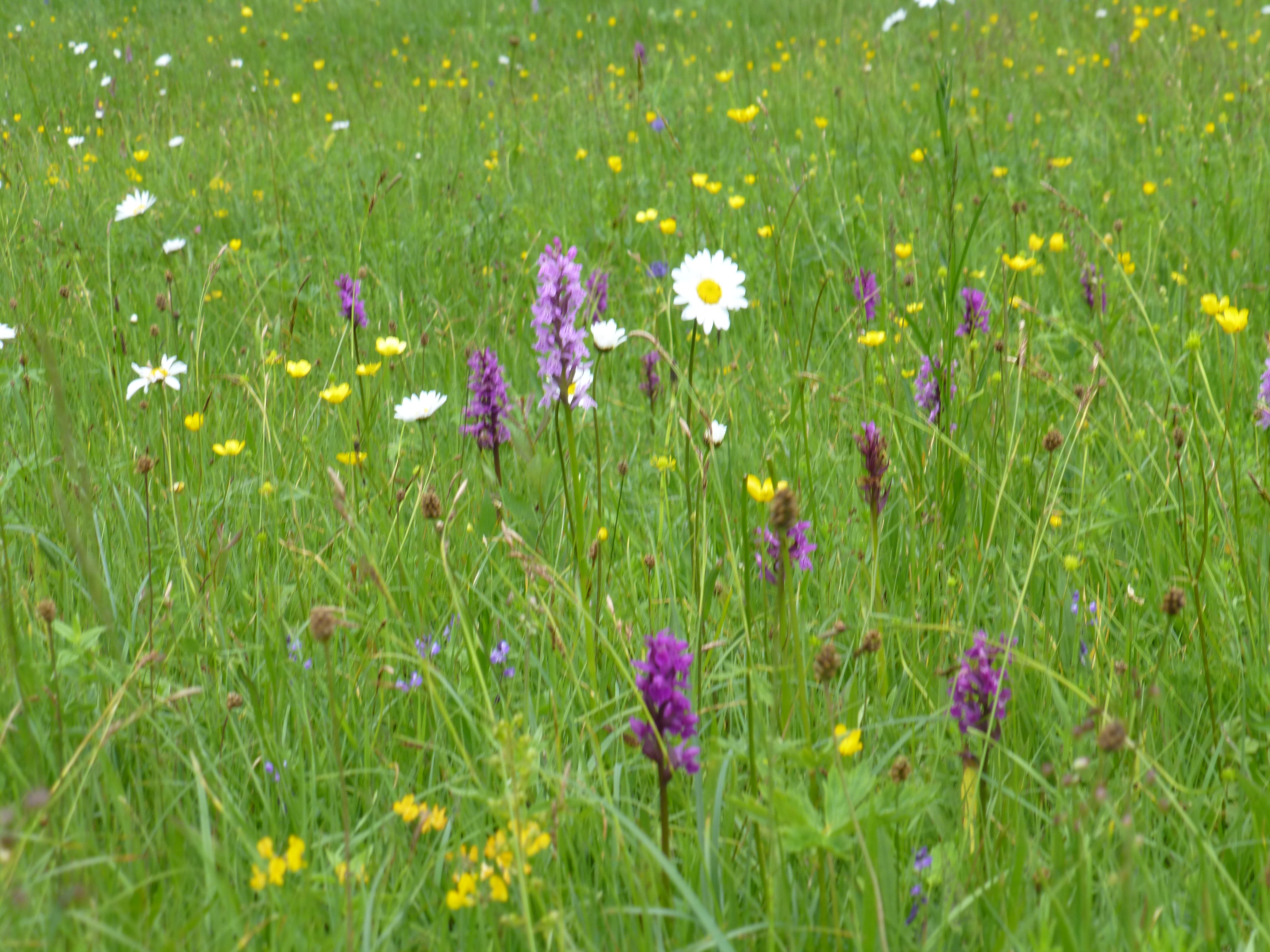 Nesensohn Blumenwiese.JPG