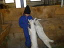 Nesensohn Laurena Ziegenim  Stall.JPG