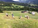 Nesensohn Sommerheuen.jpg