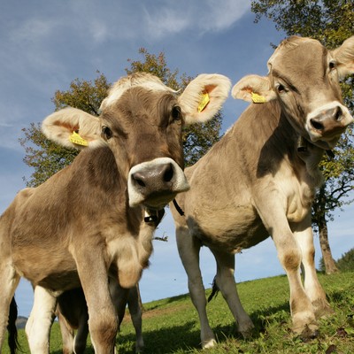 Wir sind LEADER