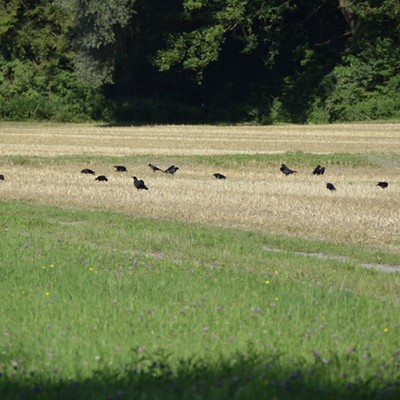 Auflage der Jahresrechnung und der Auszahlungsliste für 2021/2022 der Jagdgenossenschaft Meiningen