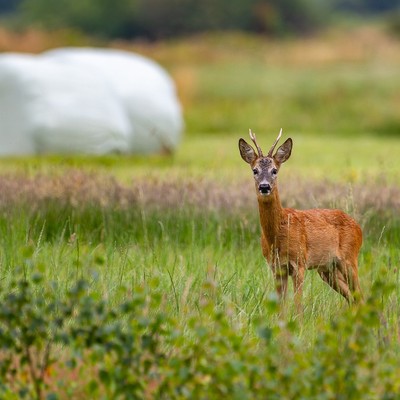 Bekanntmachung - Auflage der Jahresrechnung und der Auszahlungsliste für 2022/2023 der Jagdgenossenschaft Meiningen
