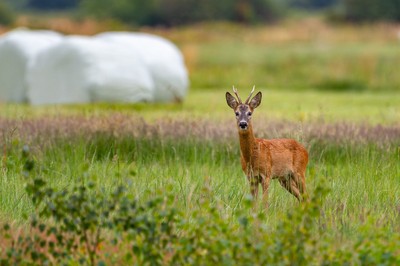 Bekanntmachung - Auflage der Jahresrechnung und der Auszahlungsliste für 2022/2023 der Jagdgenossenschaft Meiningen Bekanntmachung - Auflage der Jahresrechnung und der Auszahlungsliste für 2022/2023 der Jagdgenossenschaft Meiningen