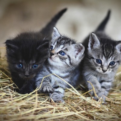 Kastrationspflicht von Katzen, die ins Freie gehen können