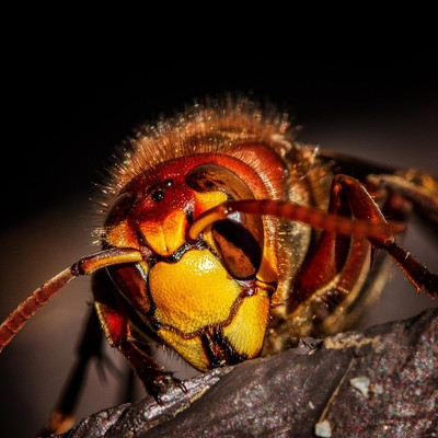 Vespa velutina nigrithorax (Asiatische Hornisse)