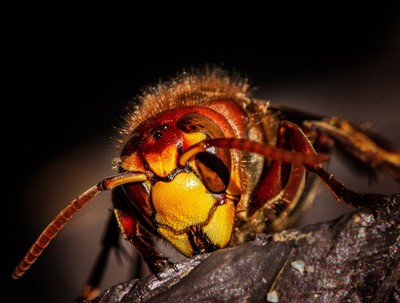 Vespa velutina nigrithorax (Asiatische Hornisse) Vespa velutina nigrithorax (Asiatische Hornisse)