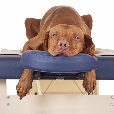 Hundesteuer 2025