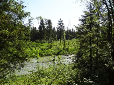 03 Frühjahr Aufforsten an der Kleinen Ill.jpg