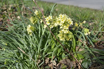 05Frühling Himmelschlüssel.jpg