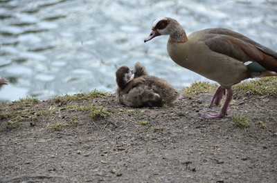 14 Nilgänse im Anglerparadies.jpg