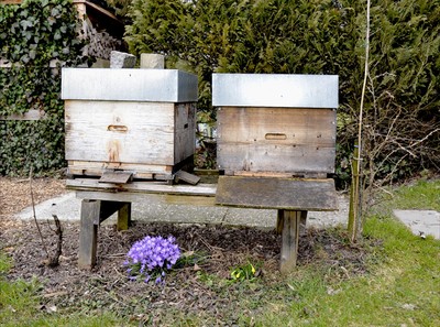 15 Bienenoffensive.jpg