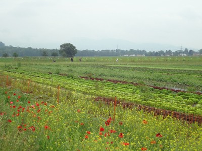 25 Auf dem Feld.jpg