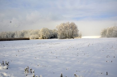 36 Feld.jpg