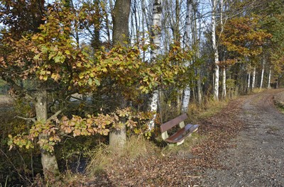 61 Herbst.jpg