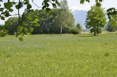 15 Mai Lilien.jpg