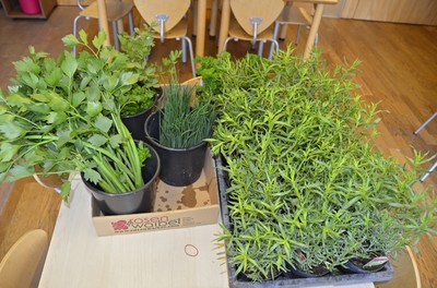 40 Liebstöckl, Petersilie, Schnittlauch, Estragon.jpg
