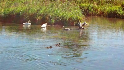 27 Binnenkanal bei Rüthi.jpg