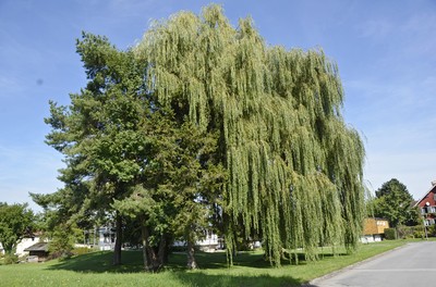 22_Spätsommer.jpg