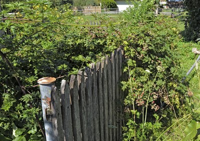 04 Beeren.jpg