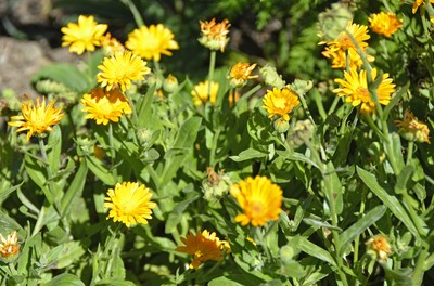 19 Ringelblume.jpg