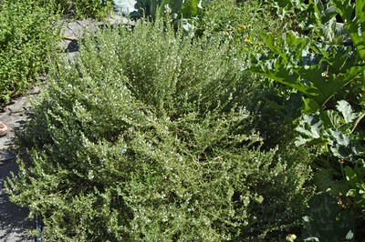 20 Bergbohnenkraut.jpg