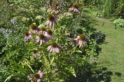 22 Echinacea.jpg