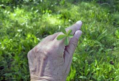 28 Kriechendes Fingerkraut1.jpg