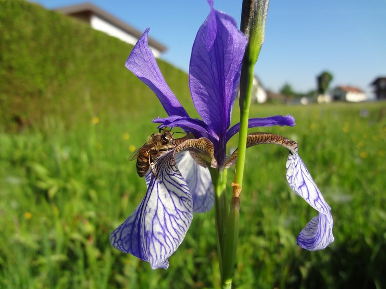 Irisblüte