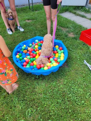 07_Sommer_Hund_02.jpeg