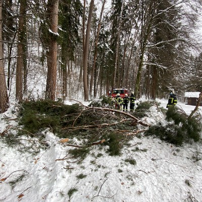 Einsatz 03-2021: t1 Röthis Ganta - Baum über Straße