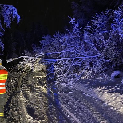 Einsatz 17 - 2021: t1 Röthis L70 Viktorsbergerstraße - Baum verlegt die Straße