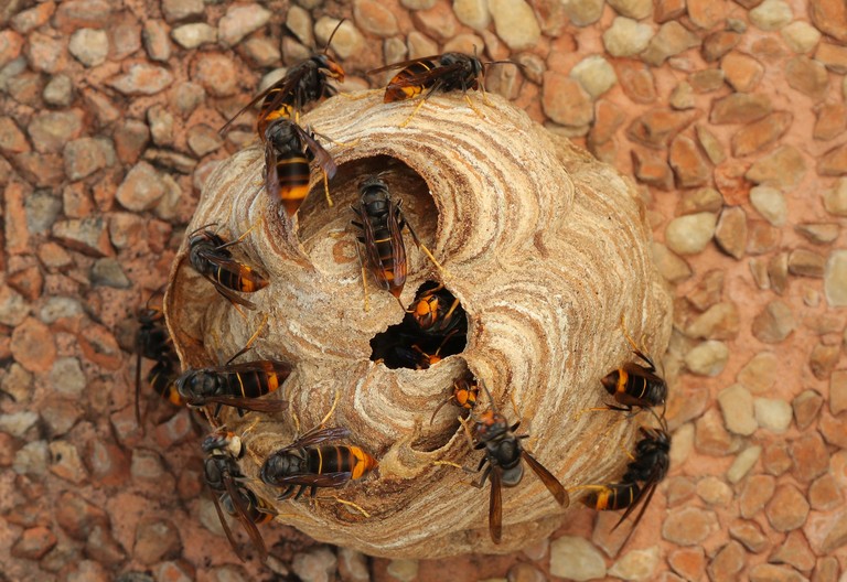 Asiatische Hornisse (Vespa velutina) © Österreichische Agentur für Gesundheit und Ernährungssicherheit GmbH