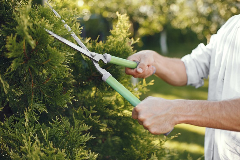 Person hält eine Schere und schneidet die Hecke zurück © freepik
