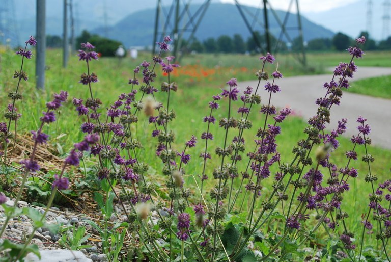 Naturnahe Begrünung Römergrund