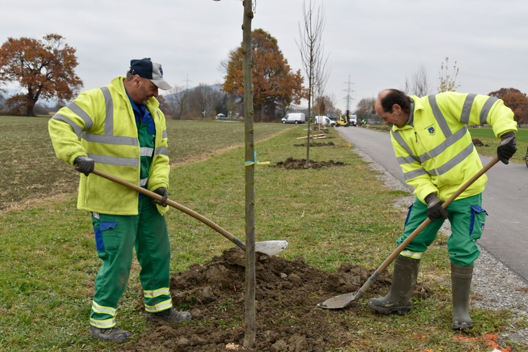Baumpflanzung am Radweg Madlüns in Brederis © Marktgemeinde Rankweil