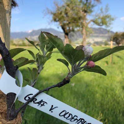 Neue Obstbäume für Rankweil