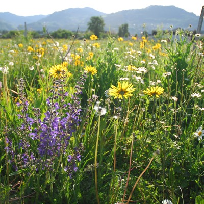 Schmetterlingsgarten in Entstehung